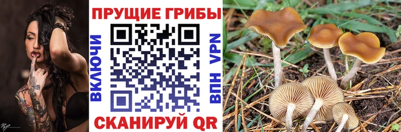 Псилоцибиновые грибы GOLDEN TEACHER  Купить где  Кисловодск 